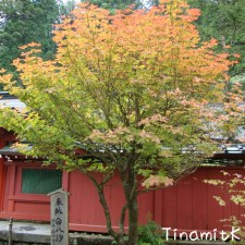 Beginn der Herbstfärbung